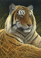 Sumatran Tiger Fine Art Print