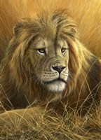 Evening Glow  Lion Fine Art Print