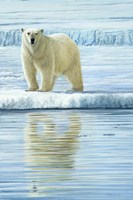 Curious Bear Photo Fine Art Print