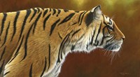 Tense Tiger Fine Art Print