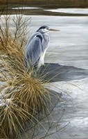 Winter Heron Fine Art Print