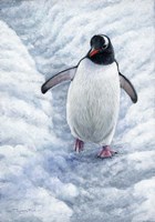 Gentoo Penguin Fine Art Print