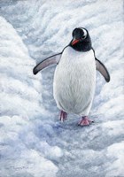 Gentoo Penguin Fine Art Print