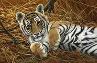 Tiger Cub Fine Art Print