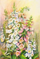 Foxglove in a Garden Fine Art Print
