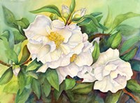 Camellias Fine Art Print