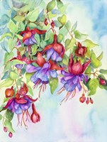 Fuchsias Fine Art Print