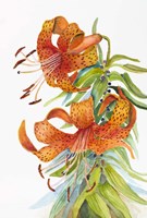 Tigar Lilies Fine Art Print