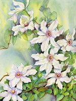 White Clematis Fine Art Print