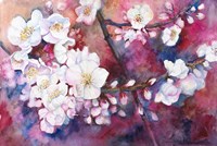 Cherry Blossoms Fine Art Print