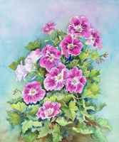 Hot Pink Blush Geraniums Fine Art Print