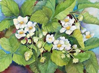Strawberry Patch - B. Flowering Fine Art Print