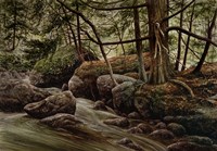 Forest Intrigue Fine Art Print