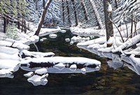 Forever Wild Fine Art Print