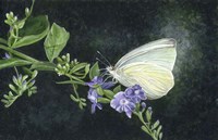 Great Southern White Fine Art Print