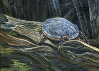 Hard Top Fine Art Print