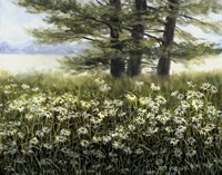 River Daiseys Fine Art Print