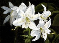 Sara White Fine Art Print