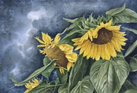 Summer Gold Fine Art Print