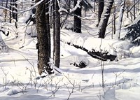 Symphony of Light Fine Art Print