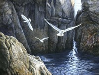 The Gulls of Puplit Rock Fine Art Print