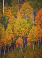 Autumn Trees Fine Art Print