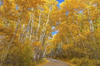 Colors of Fall Fine Art Print