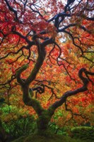Earthal Tree Alive Fine Art Print