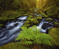 Gorton Creek Fern Fine Art Print