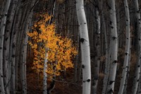 Light of the Forest Fine Art Print