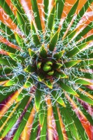 Yucca Sunrise Fine Art Print