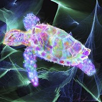 Turtle 1 Fine Art Print