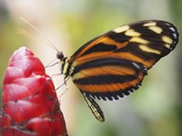 Butterfly 1 Fine Art Print