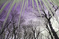 Iceicles Fine Art Print