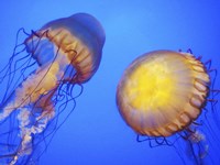 Jellyfish Framed Print