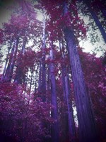 Purple Tree Fine Art Print