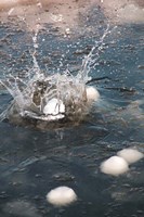 Snowball Fine Art Print