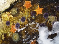 Starfish Fine Art Print
