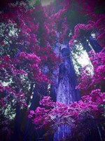 Tree 2 Fine Art Print