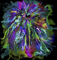 Lion 44 Fine Art Print