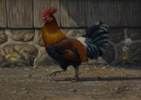 Barnyard Strut - Bantam Rooster Fine Art Print