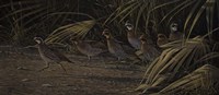 Breaking Cover - Bobwhites Fine Art Print
