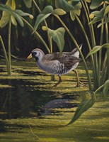 Sora Rail Fine Art Print