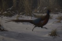 Strauch Pheasant Fine Art Print