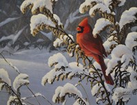 Winter Cardinal Fine Art Print