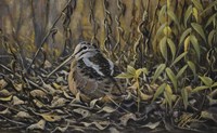 Woodcock Fine Art Print