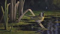Yellow-Throat Fine Art Print