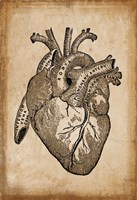 Anatomy 8 Fine Art Print