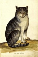 Felis Syriacus Ulisse Aldrovani (1522 -1605) Fine Art Print