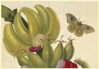 Maria Sibylla Merian 1 Fine Art Print